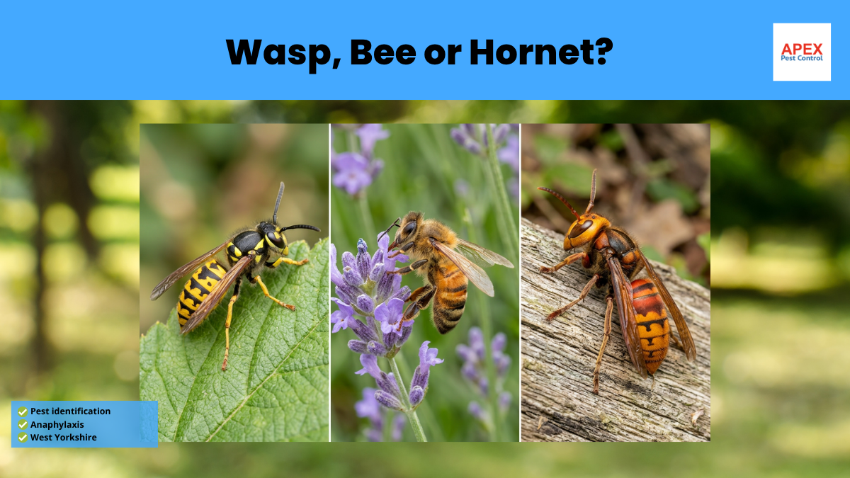 wasp bee or hornet Vespula vulgaris Vespula germanica