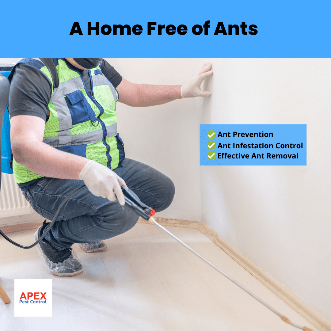 A Home Free of Ants