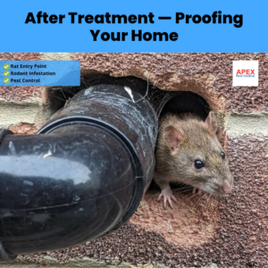 Rat entry point through a gap around a drain pipe at the base of a brick wall — Leeds home