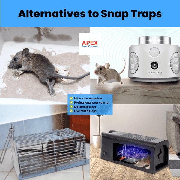 alternatives to snap traps