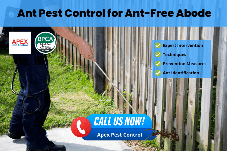 Ant Pest Control for Ant-Free Abode