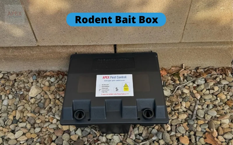 Tamper-resistant rodent bait station placement by Apex Pest Control technician on a commercial premises in Leeds