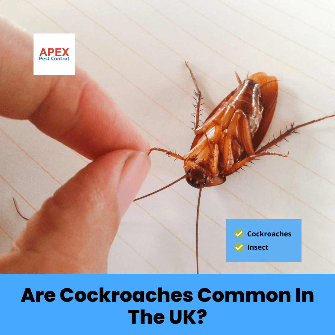 Are Cockroachaes Common In The UK