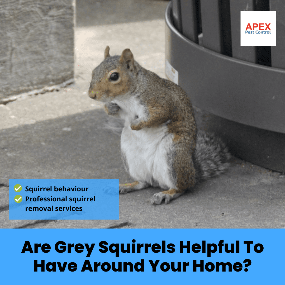 Are Grey Squirrels Helpful To Have Around Your Home