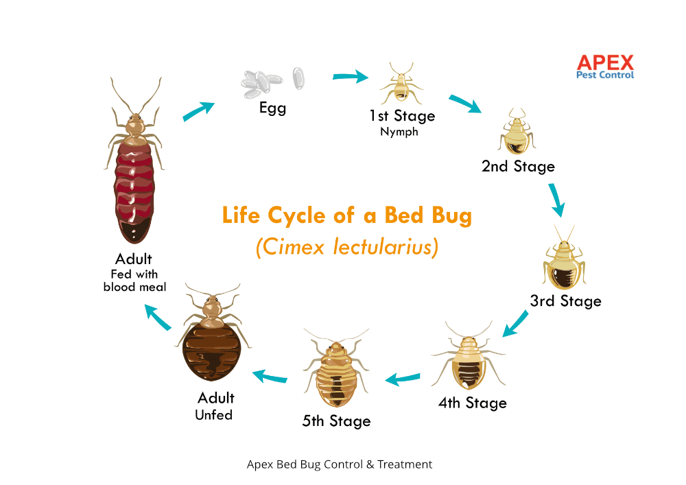 Cimex lectularius lifecycle