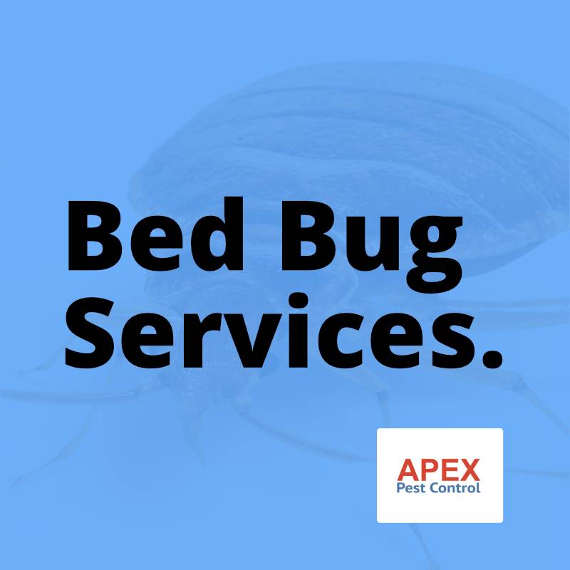 bed bugs services