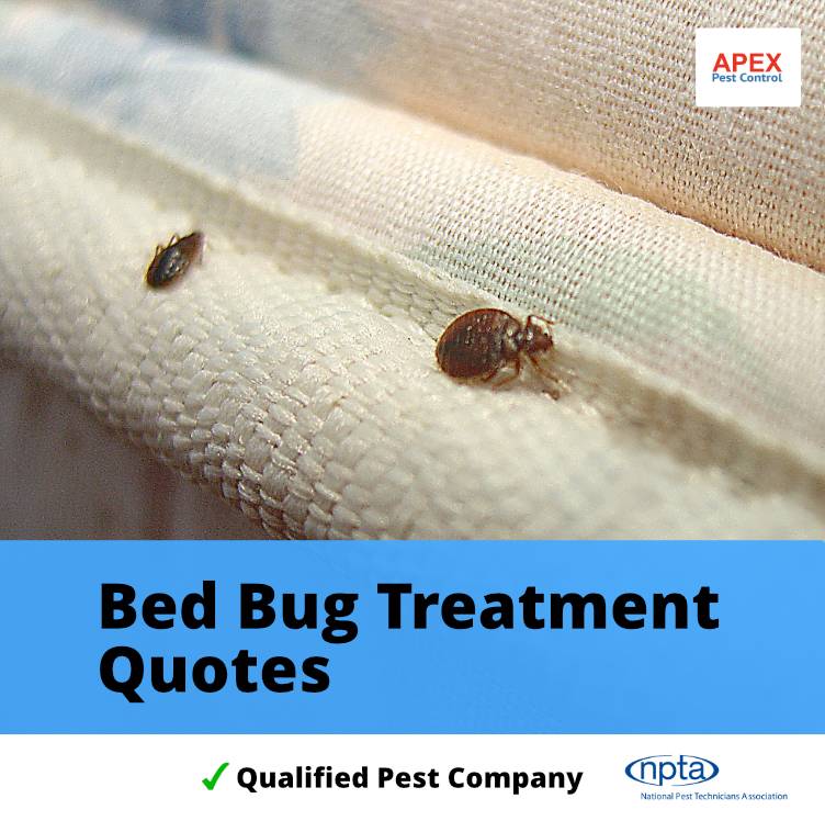 Bed Bug Treatment