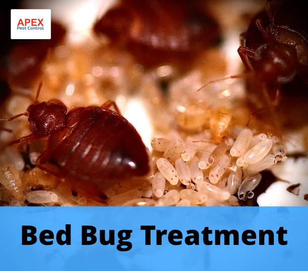 Bed Bug Treatment Quotes