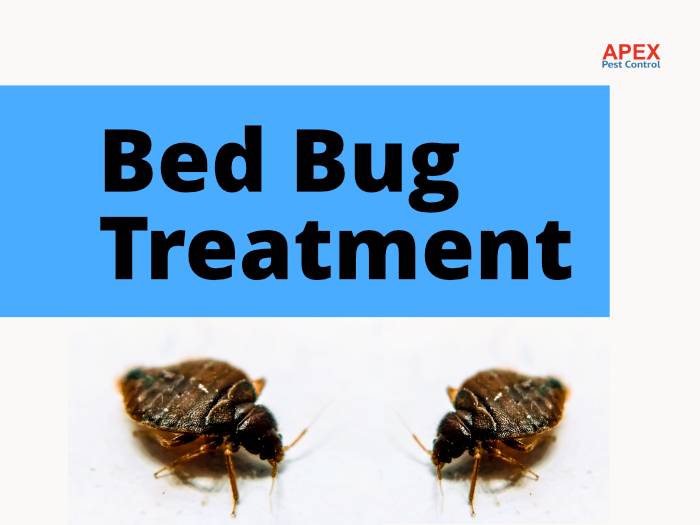 bed bug treatment