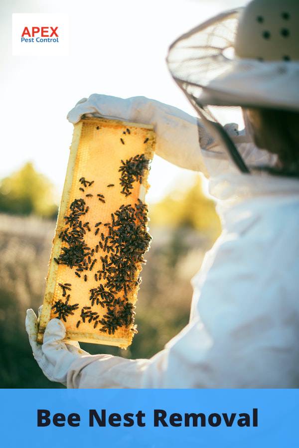 Bee Nest Removal