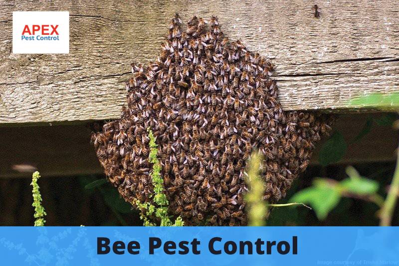 Bee Pest Control