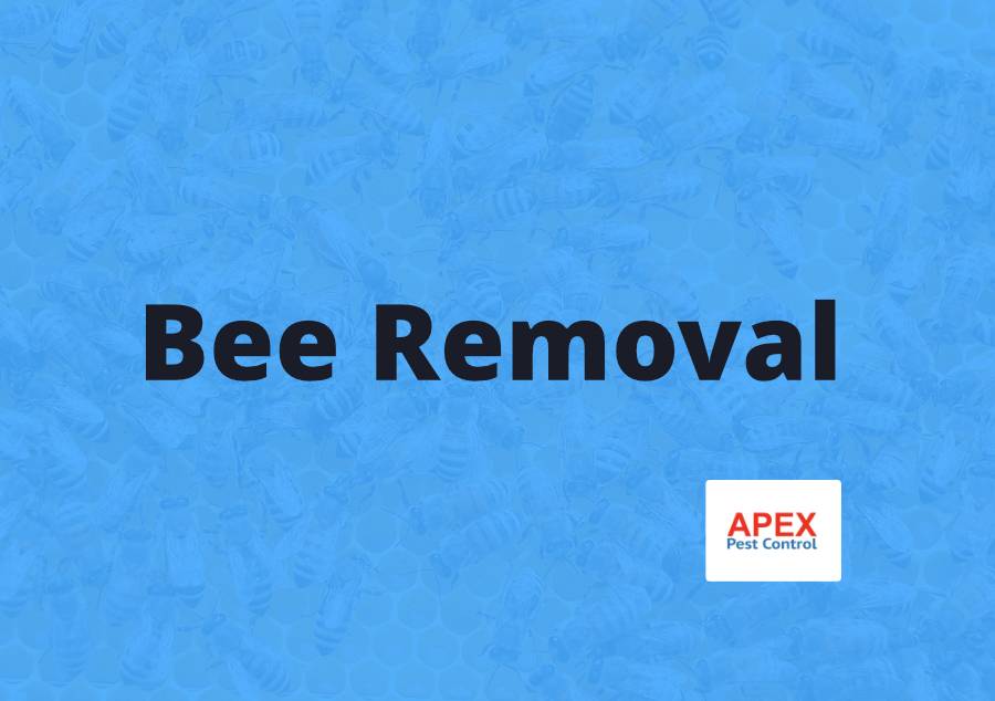 Bee Removal