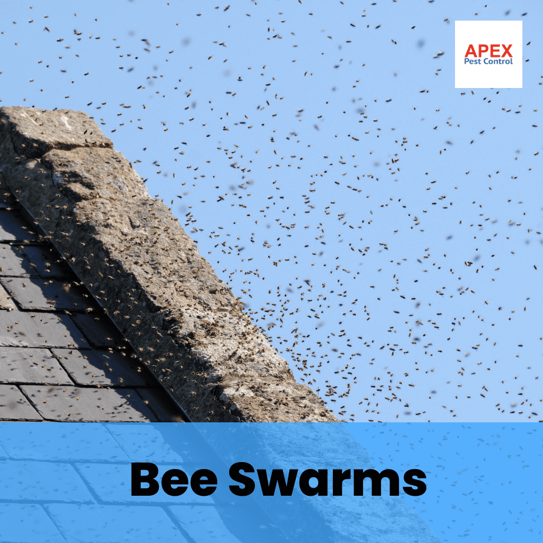 bee swarm around roof
