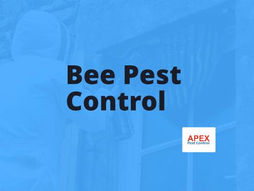 bee pest control