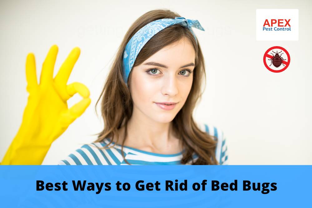 Best Ways to Get Rid of Bed Bugs