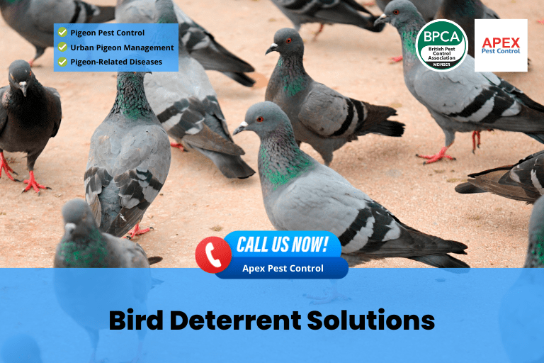 pigeon pest control, urban pigeon management, pigeon related diseases