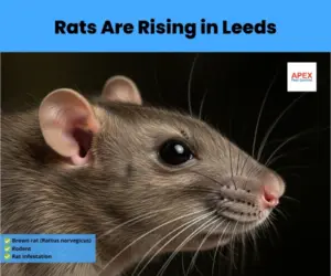 Close-up of a brown rat (Rattus norvegicus) commonly found in Leeds homes