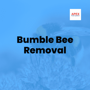 Bumble Bee Removal