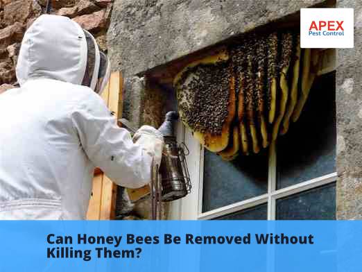Can Honey Bees Be Removed Without Killing Them