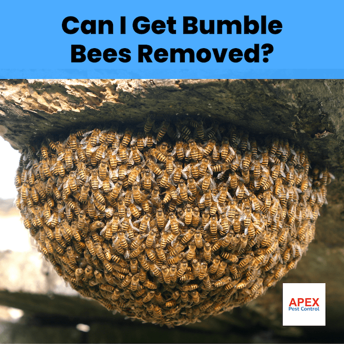 Can I Get Bumble Bees Removed?