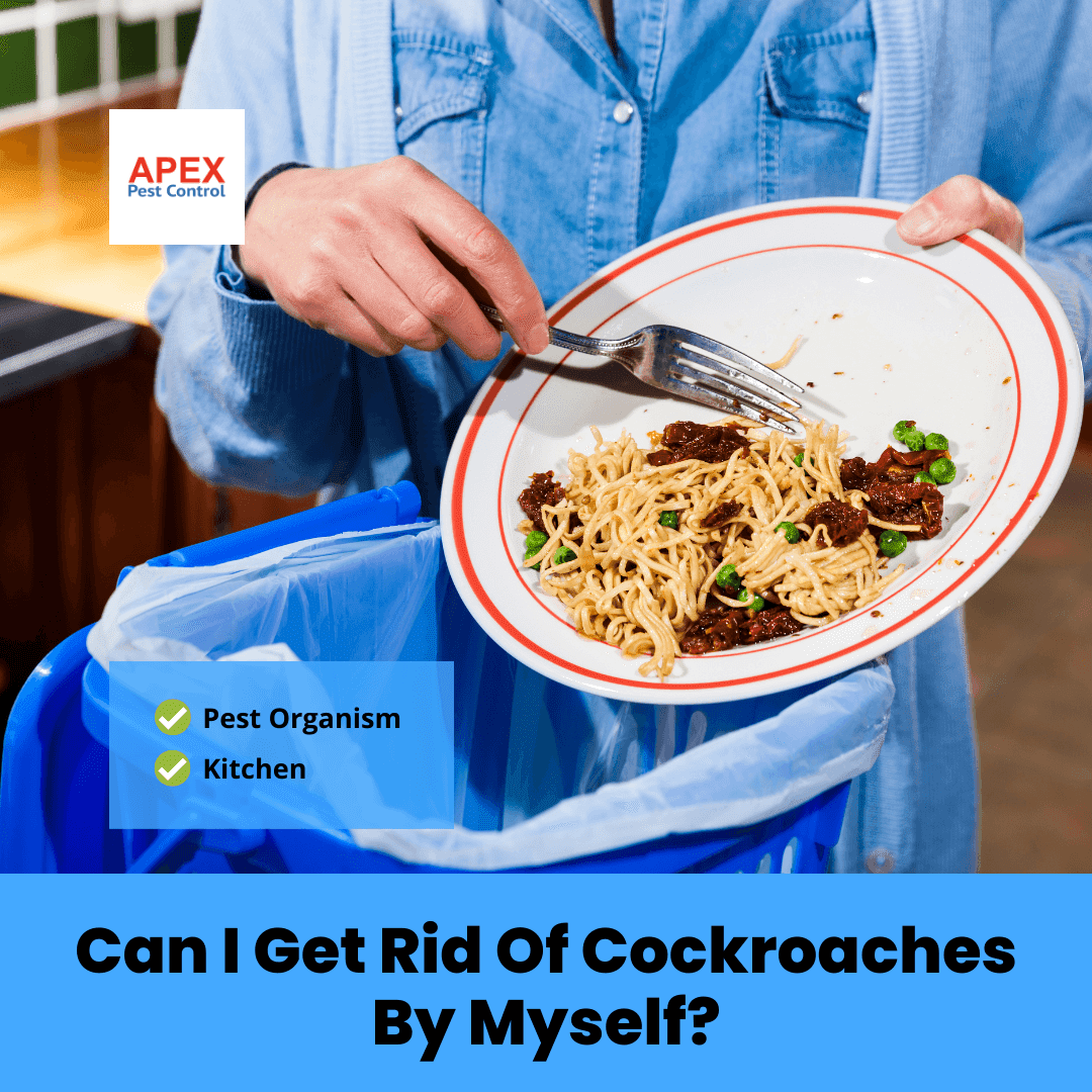 Can I Get Rid Of Cockroaches By Myself