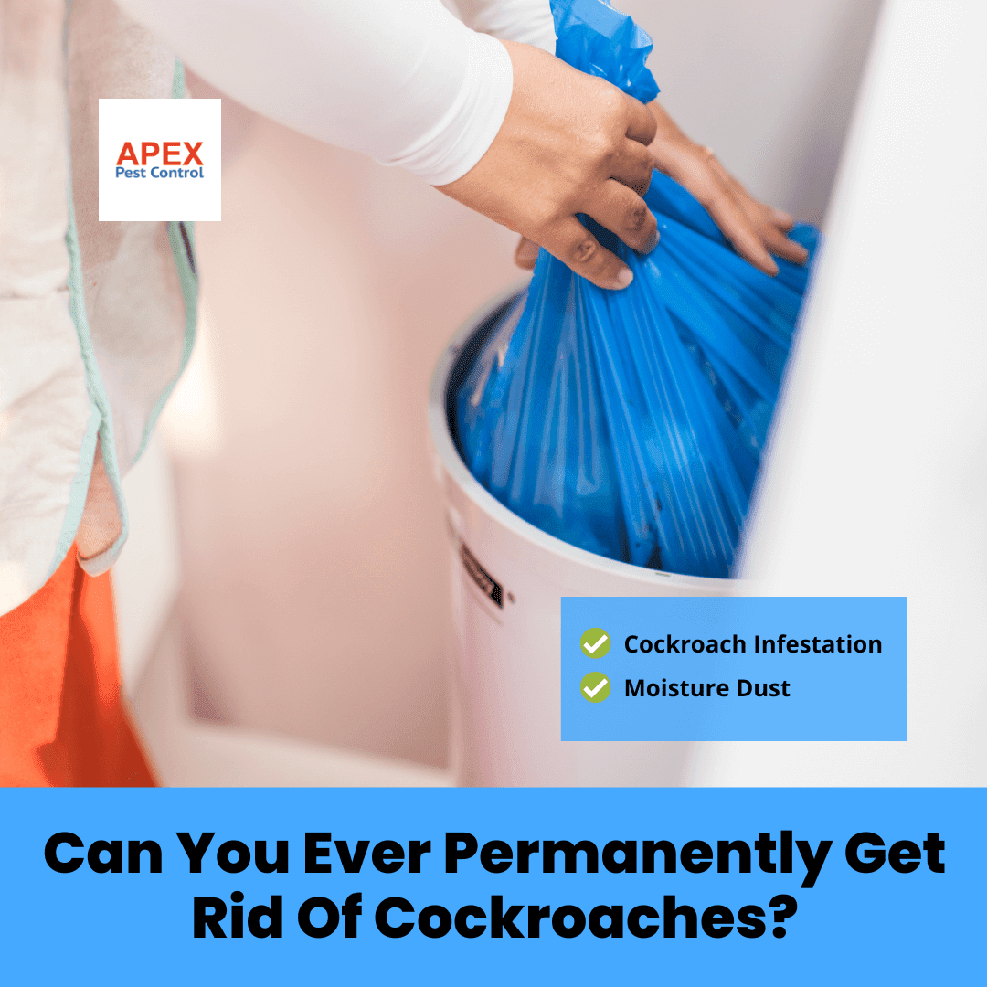 Can You Ever Permanently Get Rid Of Cockroaches
