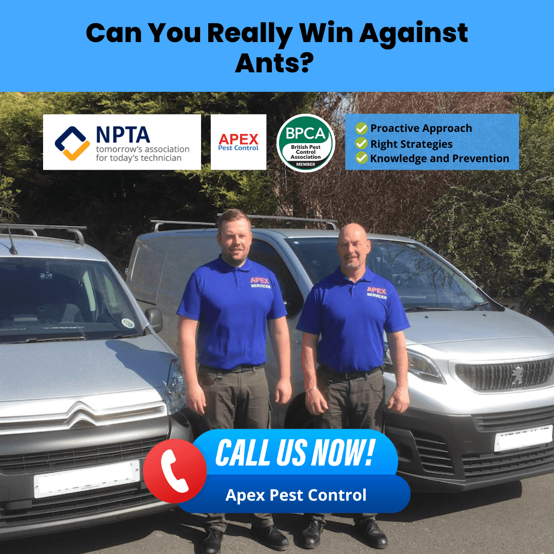 Can You Really Win Against Ants
