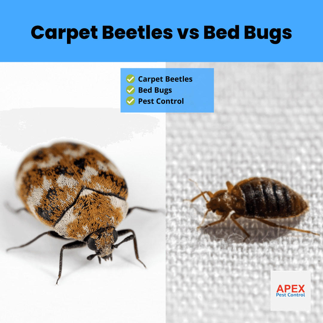 Carpet Beetles vs Bed Bugs