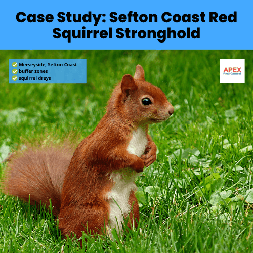 case study sefton coast red squirrel stronghold