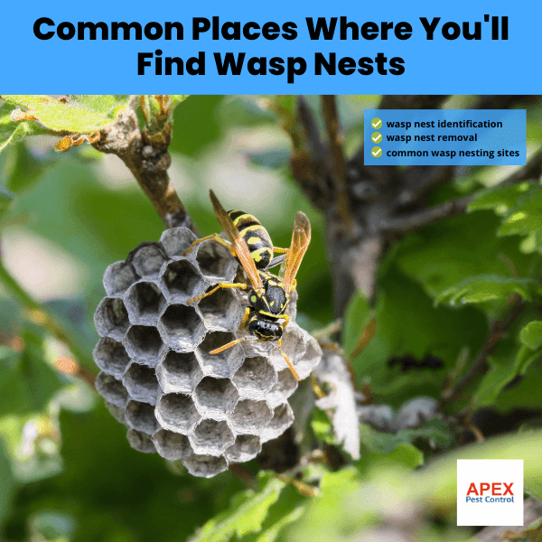 Common Places Where You'll Find Wasp Nests