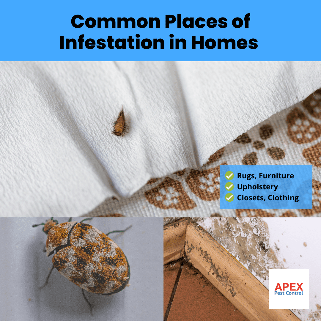 Common Places of Infestation in Homes