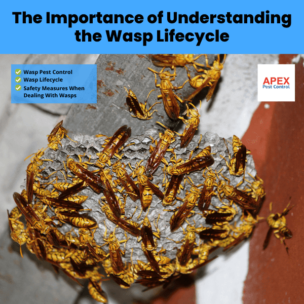 Conclusion_ The Importance of Understanding the Wasp Lifecycle
