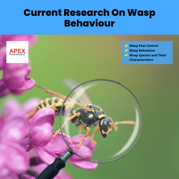 Current Research On Wasp Behaviour