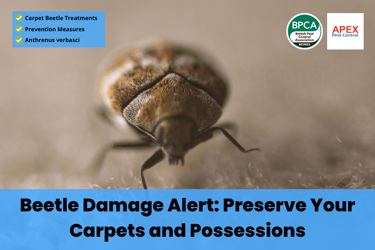 how to get rid of carpet beetles kill carpet beetles signs of carpet beetles