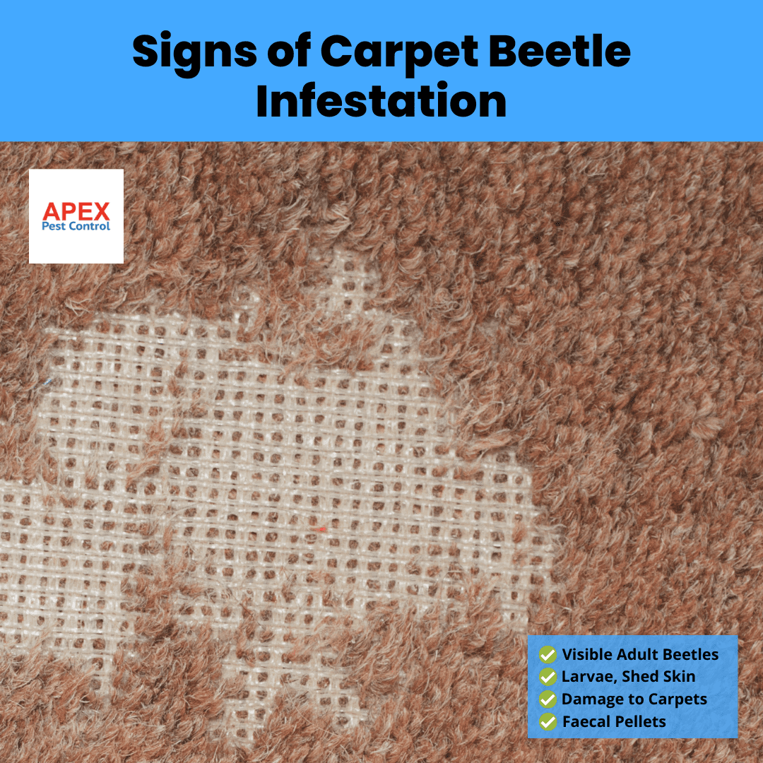 Signs of Carpet Beetle Infestation