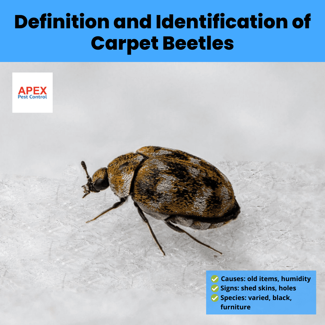 Definition and Identification of Carpet Beetles