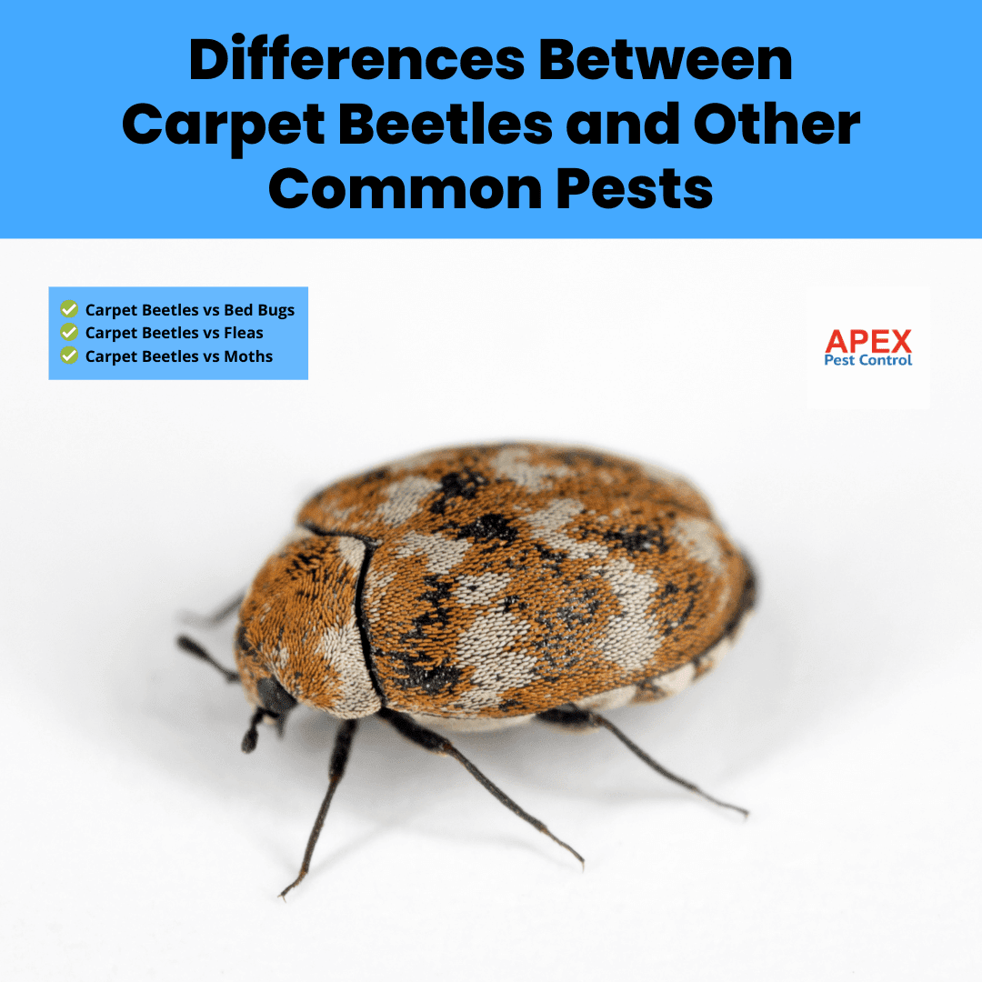 Differences Between Carpet Beetles and Other Common Pests