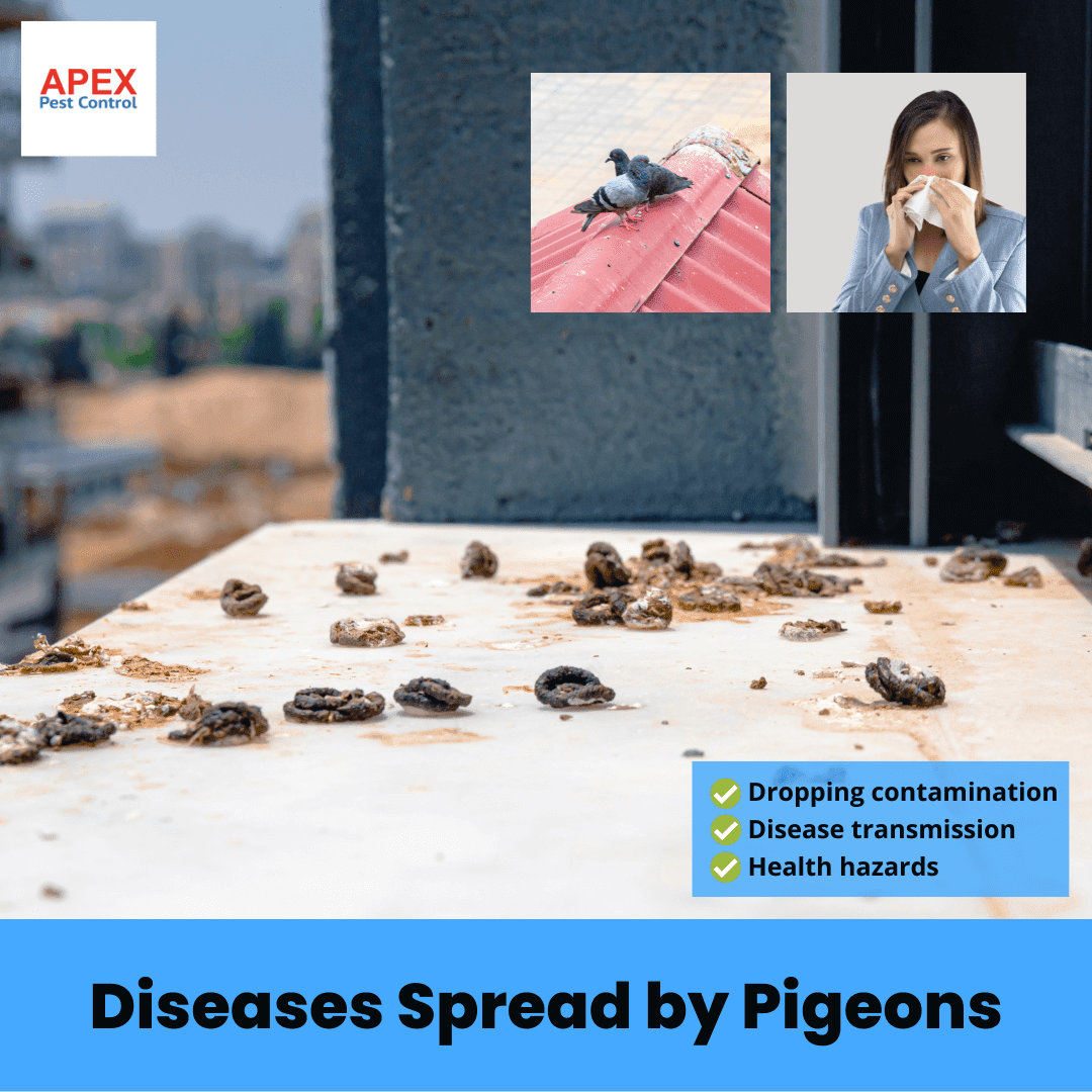 Diseases Spread by Pigeons