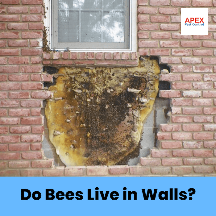 Can Bumble Bees Live in Walls?