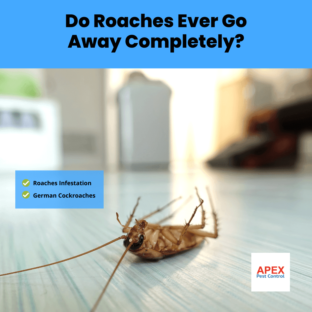Do Roaches Ever Go Away Completely