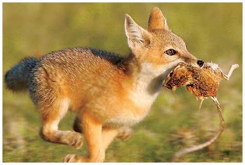 Do predators drive rats into our homes