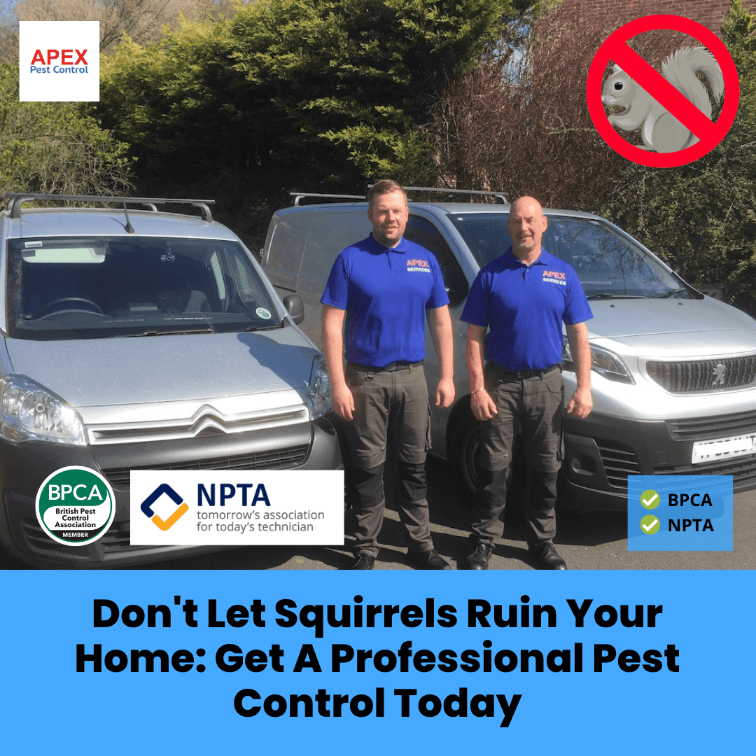 Don't Let Squirrels Ruin Your Home: Get A Professional Pest Control Today