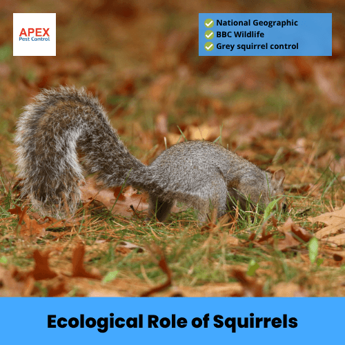 ecological role of squirrels