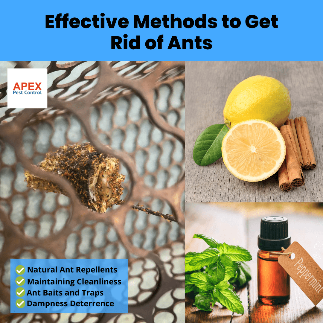 Effective Methods to Get Rid of Ants