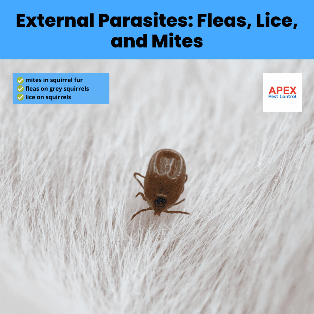 external parasites fleas, lice, and mites