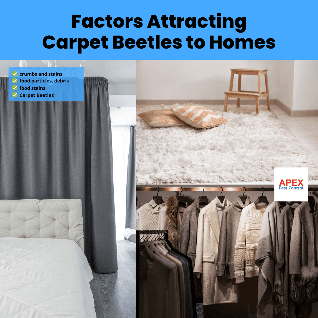 Factors Attracting Carpet Beetles to Homes