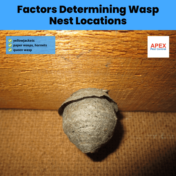 Factors Determining Wasp Nest Locations