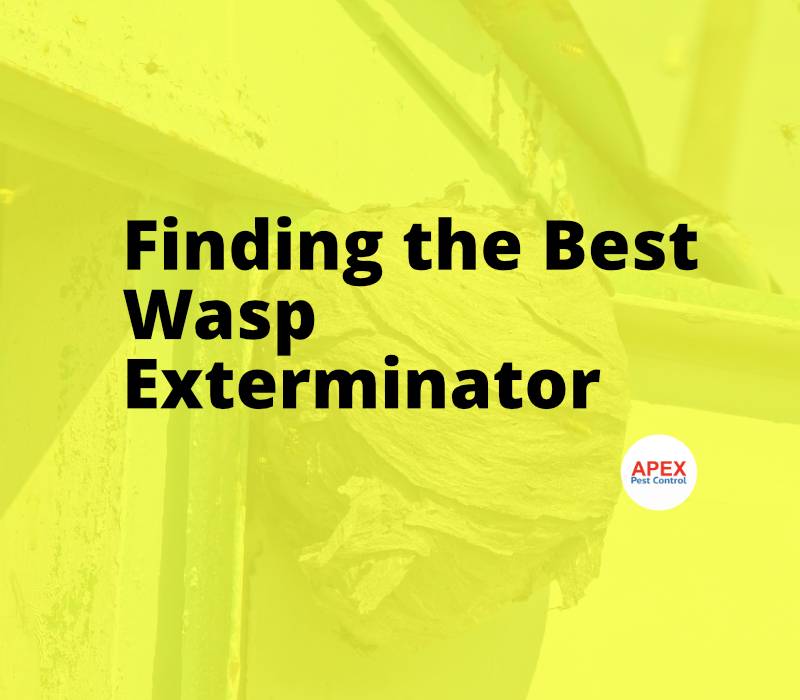 best wasp controller nearby