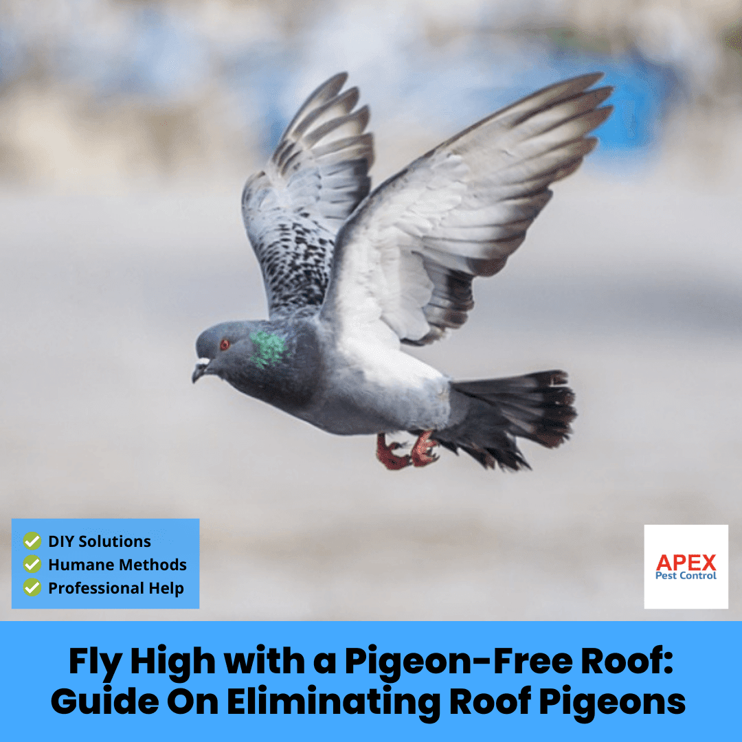 Fly High with a Pigeon-Free Roof: Guide On Eliminating Roof Pigeons