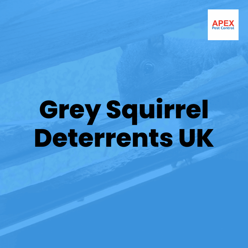 grey squirrel deterrents uk